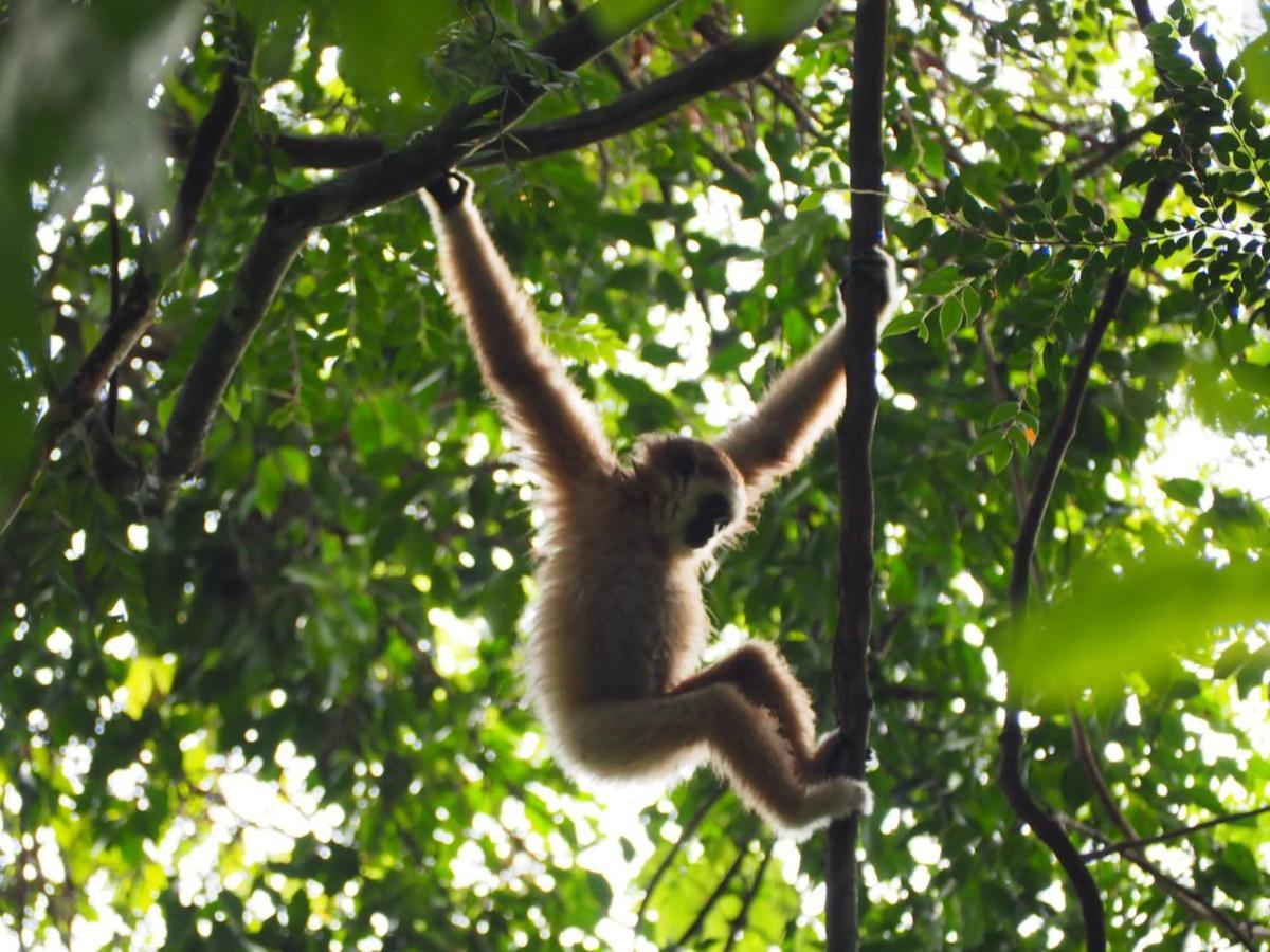 Lucky Bamboo'Bungalows-Resto And Orangutan Jungle Trekking Tours 武吉拉旺 外观 照片