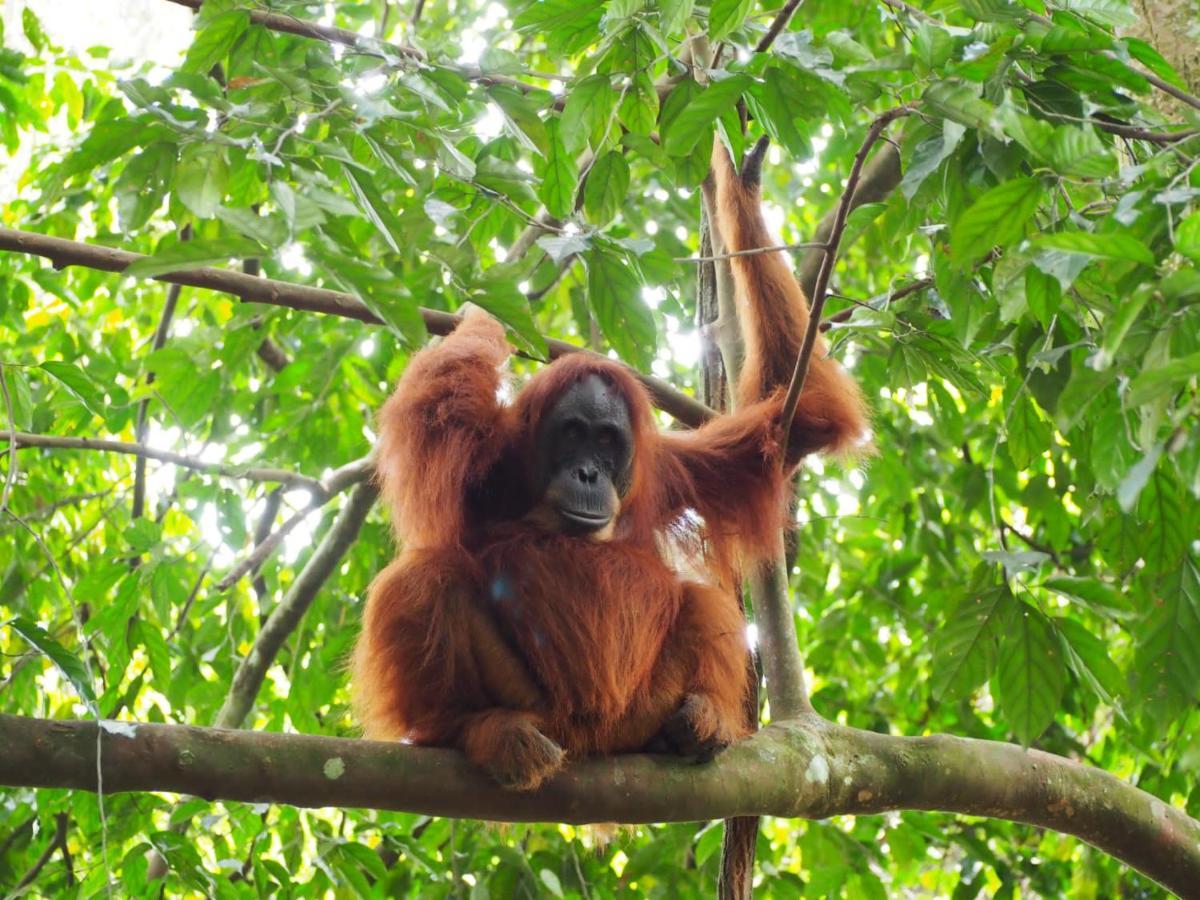 Lucky Bamboo'Bungalows-Resto And Orangutan Jungle Trekking Tours 武吉拉旺 外观 照片