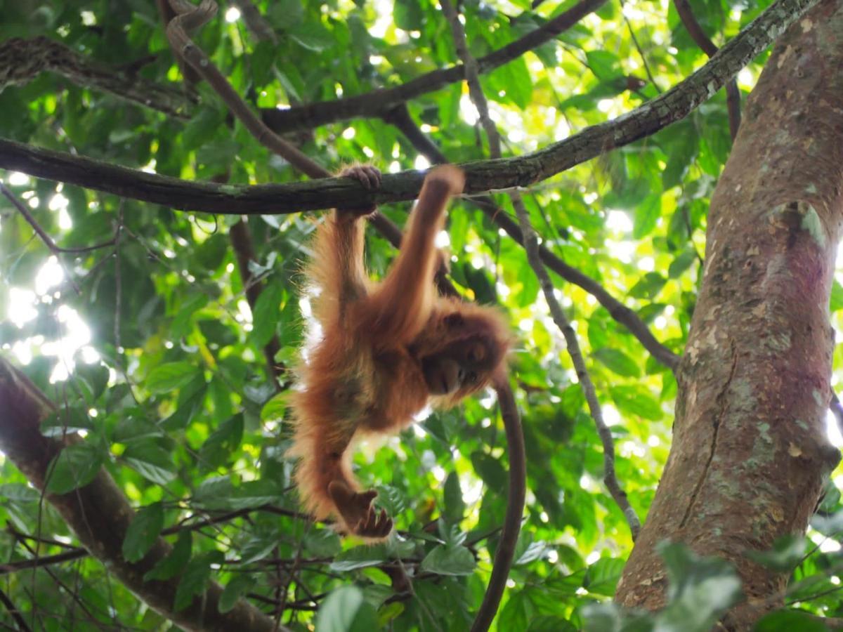 Lucky Bamboo'Bungalows-Resto And Orangutan Jungle Trekking Tours 武吉拉旺 外观 照片