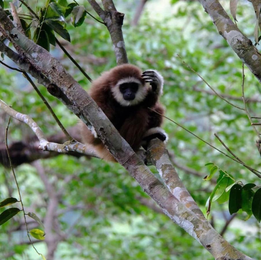 Lucky Bamboo'Bungalows-Resto And Orangutan Jungle Trekking Tours 武吉拉旺 外观 照片
