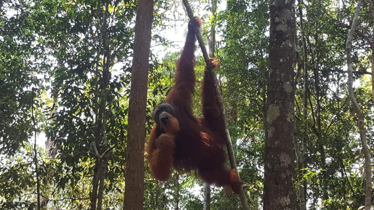 Lucky Bamboo'Bungalows-Resto And Orangutan Jungle Trekking Tours 武吉拉旺 外观 照片