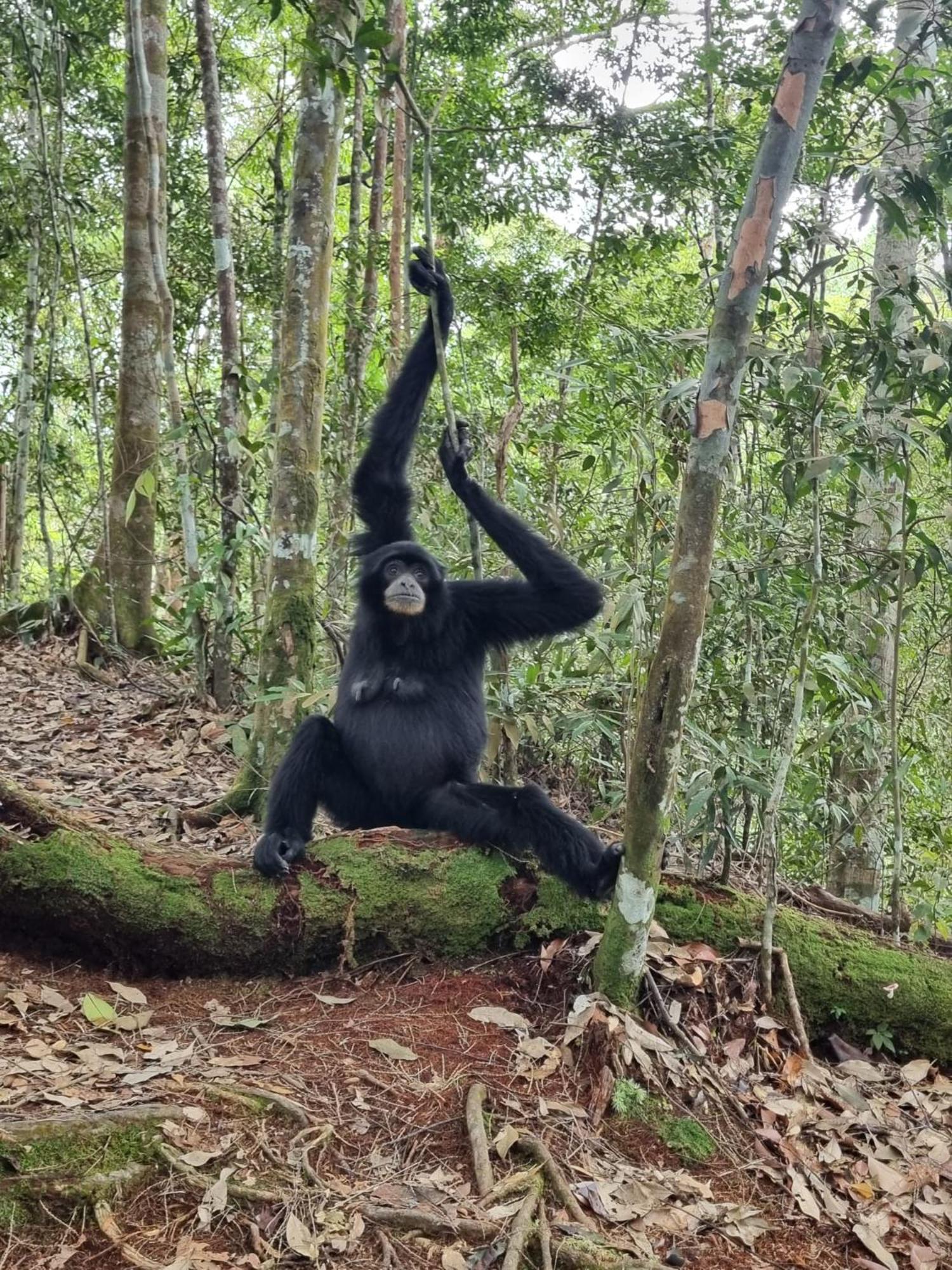 Lucky Bamboo'Bungalows-Resto And Orangutan Jungle Trekking Tours 武吉拉旺 外观 照片