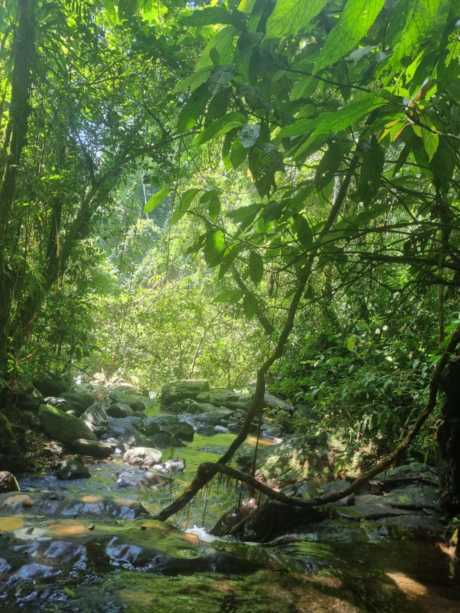 Lucky Bamboo'Bungalows-Resto And Orangutan Jungle Trekking Tours 武吉拉旺 外观 照片