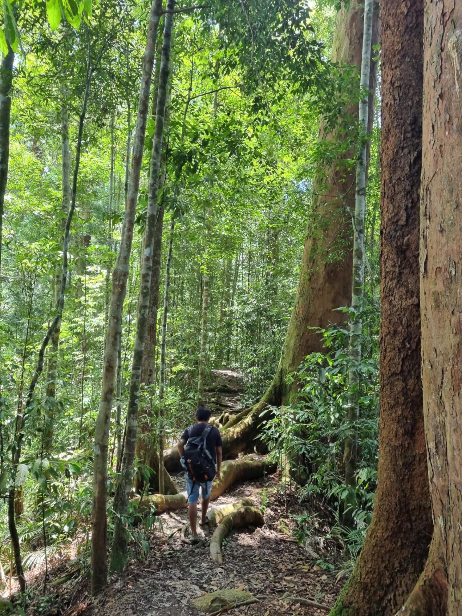 Lucky Bamboo'Bungalows-Resto And Orangutan Jungle Trekking Tours 武吉拉旺 外观 照片