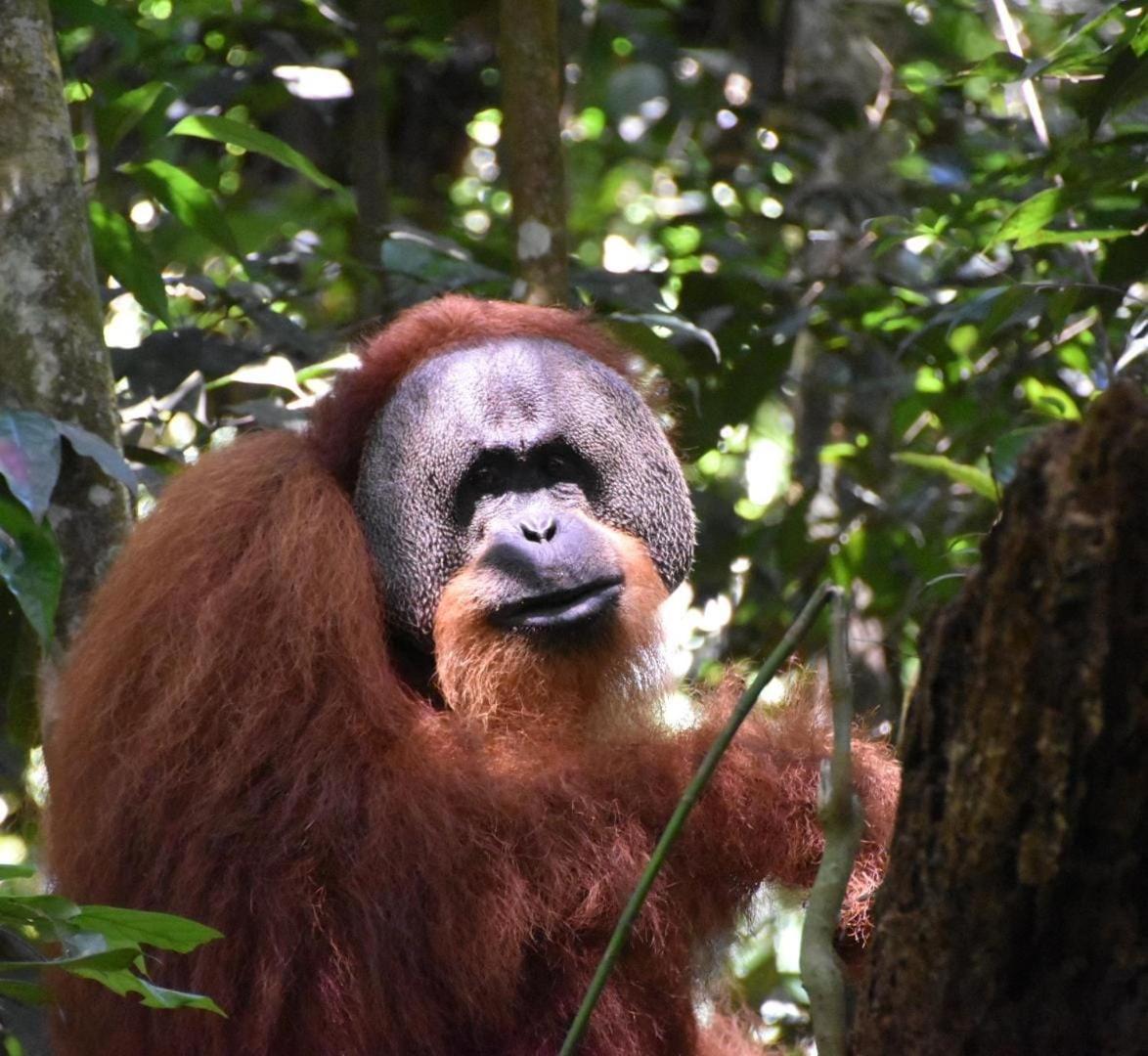 Lucky Bamboo'Bungalows-Resto And Orangutan Jungle Trekking Tours 武吉拉旺 外观 照片