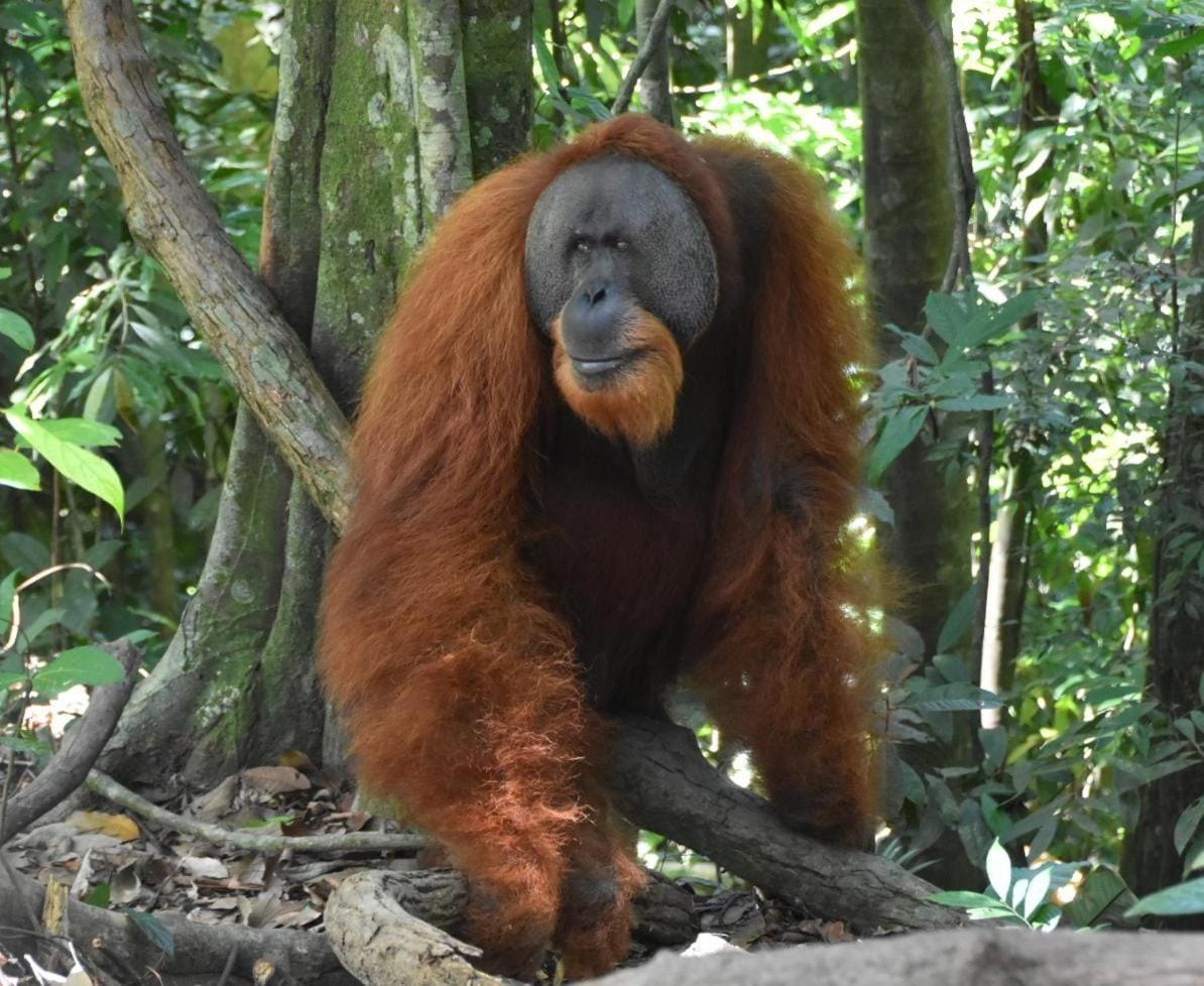 Lucky Bamboo'Bungalows-Resto And Orangutan Jungle Trekking Tours 武吉拉旺 外观 照片