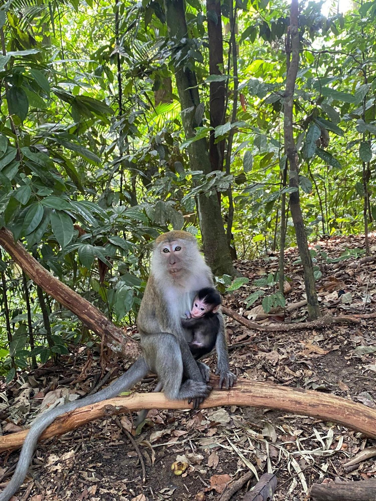 Lucky Bamboo'Bungalows-Resto And Orangutan Jungle Trekking Tours 武吉拉旺 外观 照片