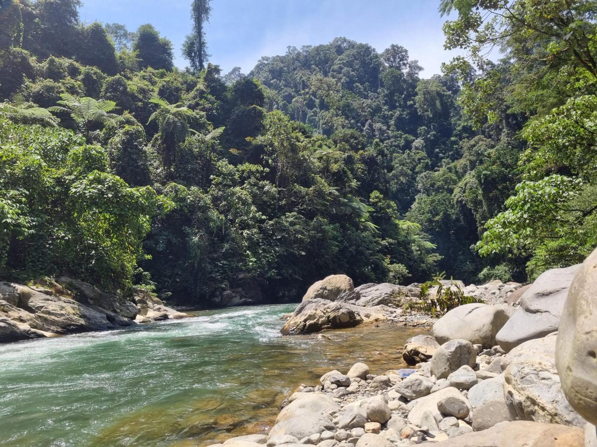 Lucky Bamboo'Bungalows-Resto And Orangutan Jungle Trekking Tours 武吉拉旺 外观 照片