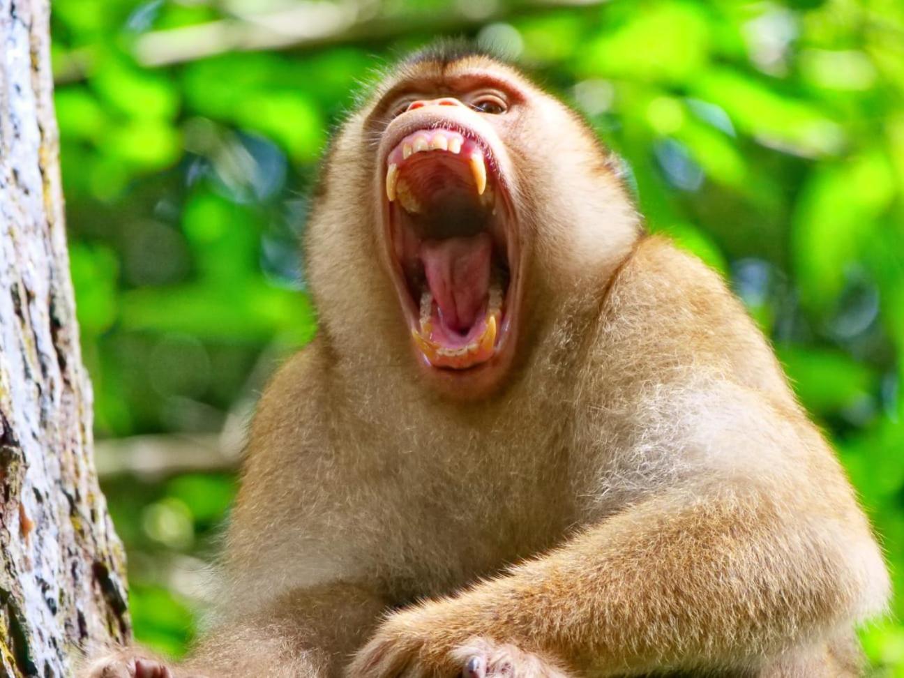 Lucky Bamboo'Bungalows-Resto And Orangutan Jungle Trekking Tours 武吉拉旺 外观 照片