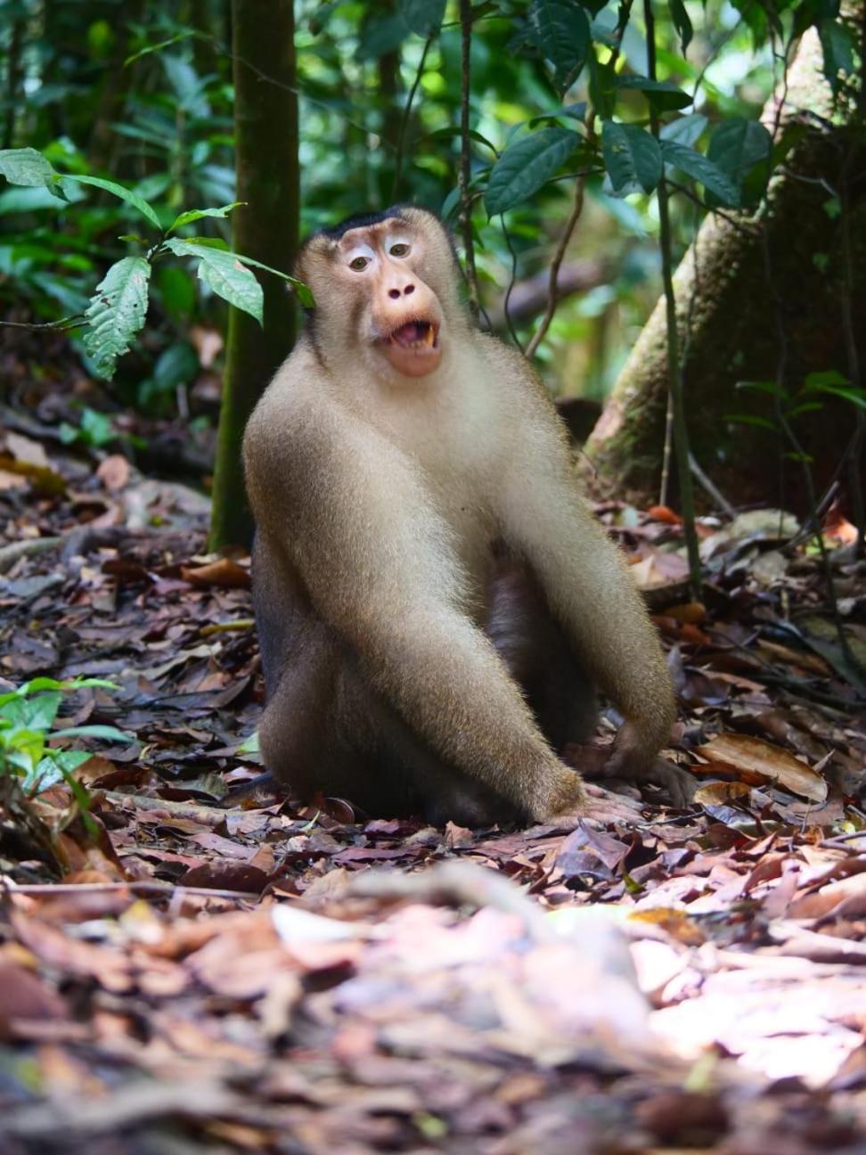 Lucky Bamboo'Bungalows-Resto And Orangutan Jungle Trekking Tours 武吉拉旺 外观 照片