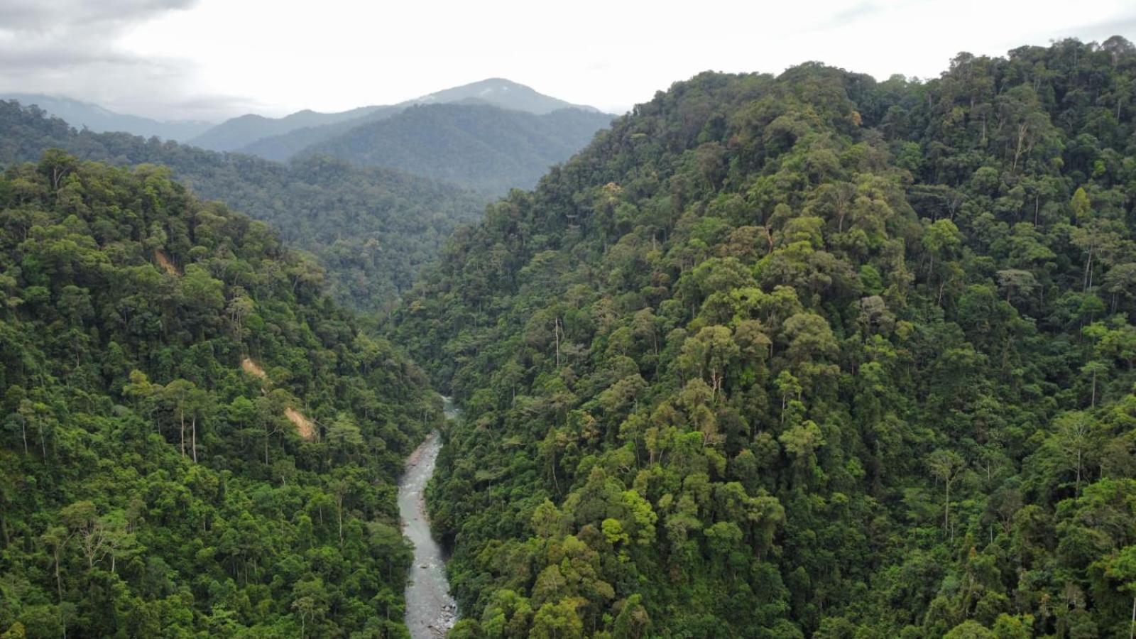 Lucky Bamboo'Bungalows-Resto And Orangutan Jungle Trekking Tours 武吉拉旺 外观 照片