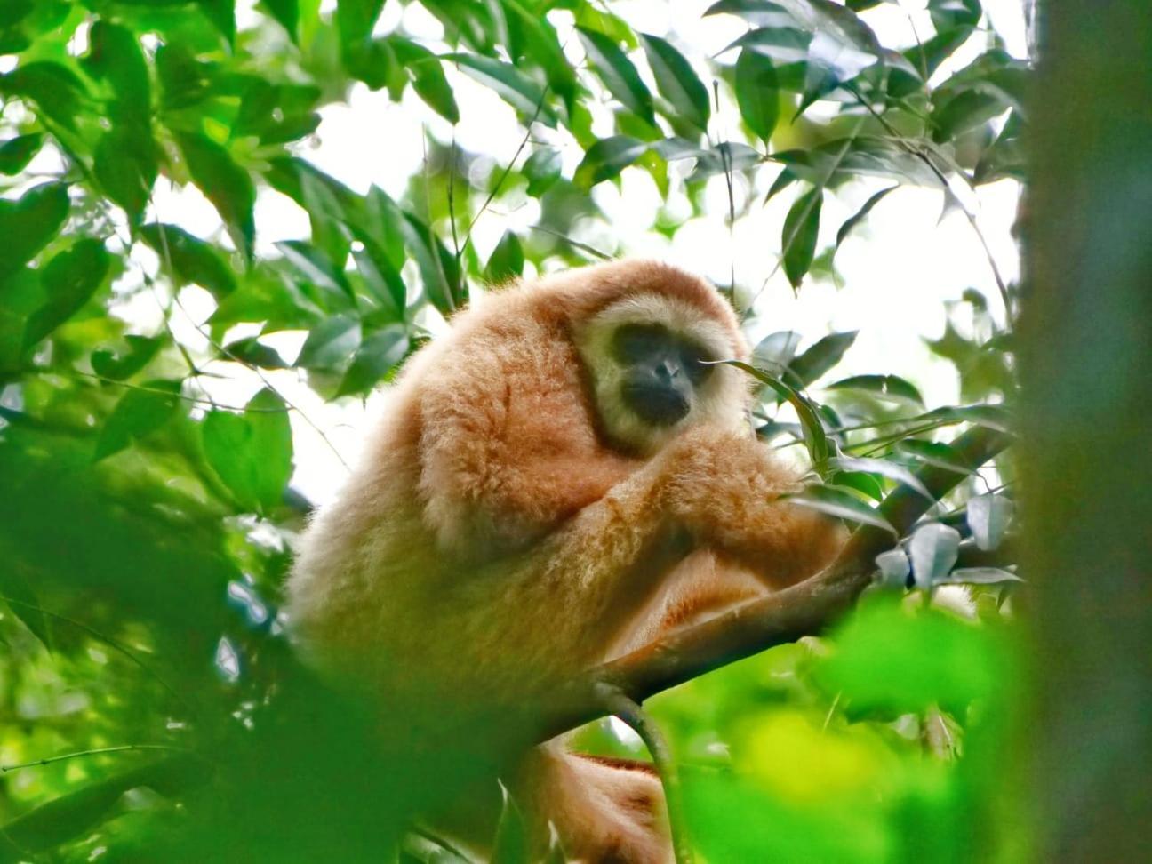 Lucky Bamboo'Bungalows-Resto And Orangutan Jungle Trekking Tours 武吉拉旺 外观 照片