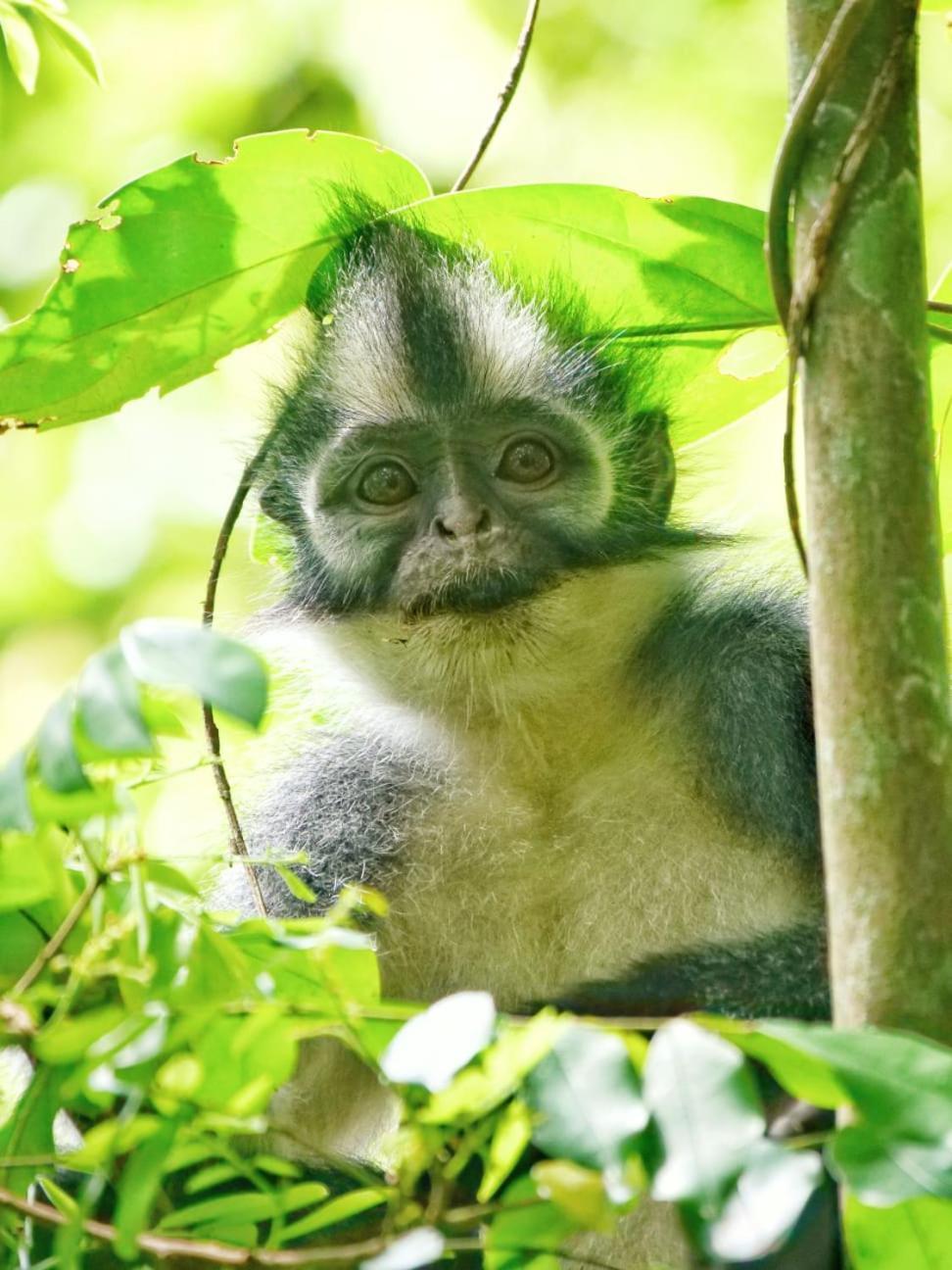 Lucky Bamboo'Bungalows-Resto And Orangutan Jungle Trekking Tours 武吉拉旺 外观 照片