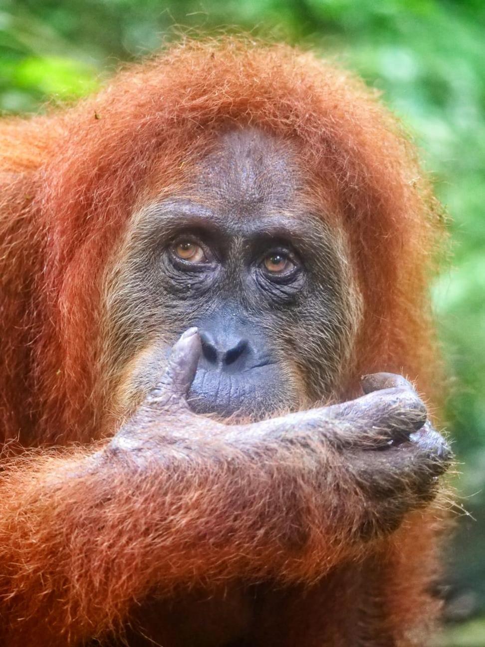 Lucky Bamboo'Bungalows-Resto And Orangutan Jungle Trekking Tours 武吉拉旺 外观 照片
