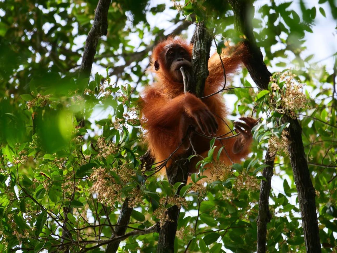 Lucky Bamboo'Bungalows-Resto And Orangutan Jungle Trekking Tours 武吉拉旺 外观 照片